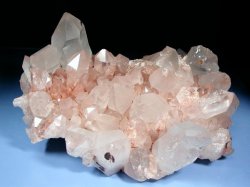 �q�}���������N���X�^�[<br> �o�h�L�Y 2.35kg (*496)