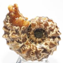 AiCg<br>hErCZX<br> 69mmd122.8g (34)