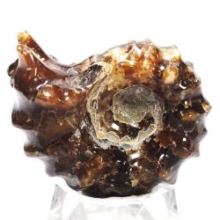 AiCg<br>hErCZX<br> 43mmd31.6g (203)
