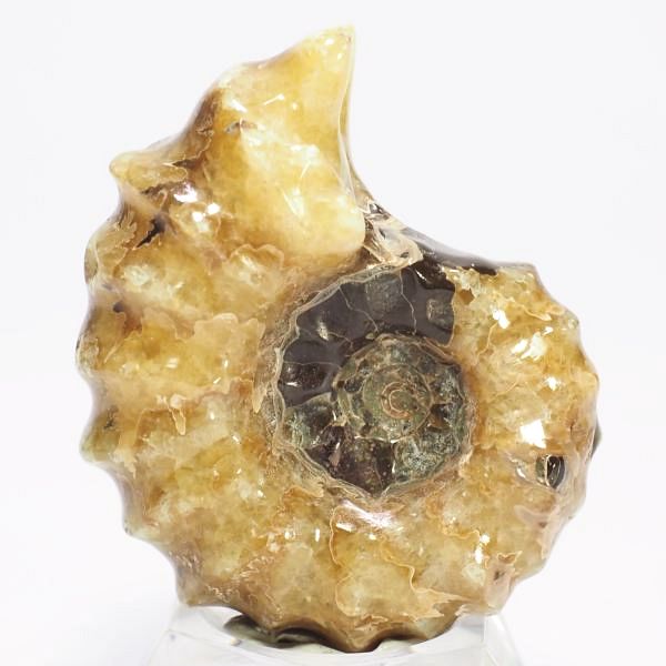 AiCg΃hErCZX 41mmd31.1g (206)