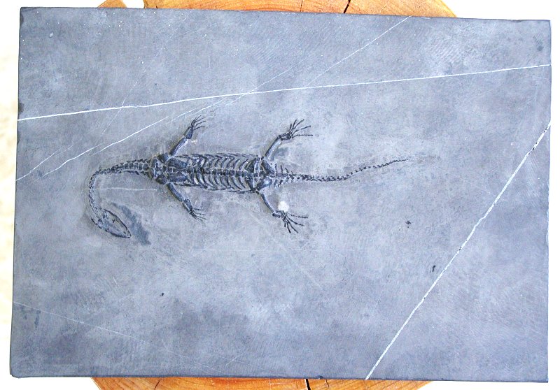 貴州竜化石 1.94Kg (*115)