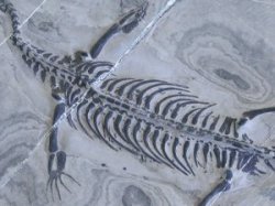 貴州竜化石 4.72Kg (*116)
