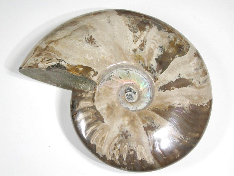 AiCg t 1424g (a98)