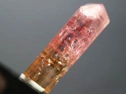 �s���N�g���}�����E�o�C�J���[<br> ���V�A/�`�^/�}���n���Y (721)