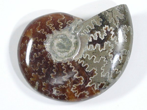 AiCg 23g (4)