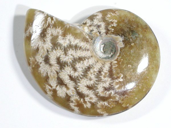 AiCg 24g (20)