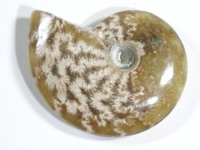 AiCg 24g (20)