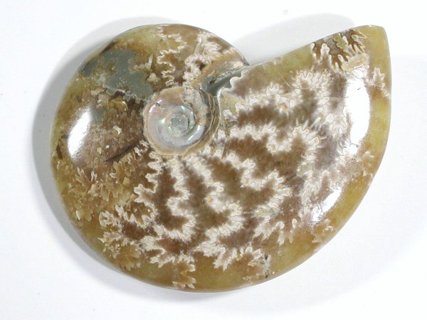 AiCg 24g (20)