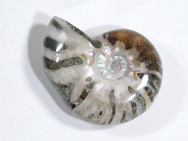 AiCg 14g (21)