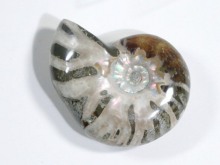 AiCg 14g (21)