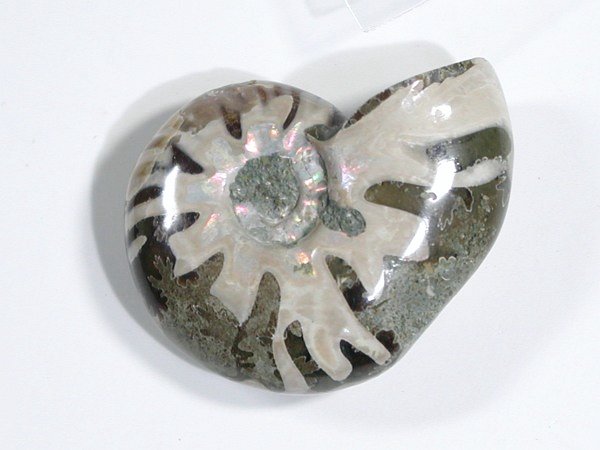 AiCg 14g (21)