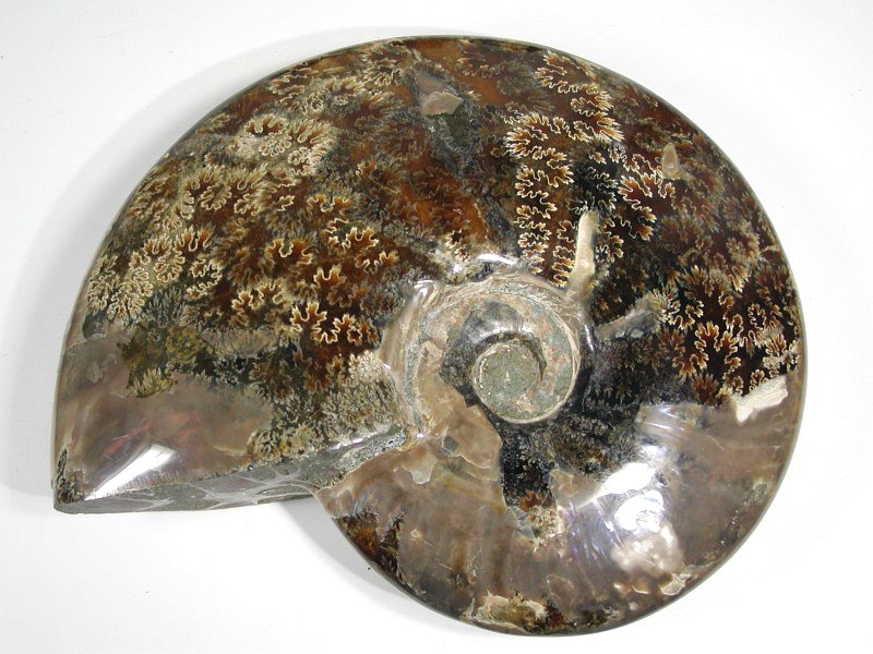 AiCg 1835g (506-113)