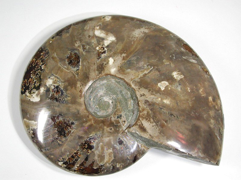 AiCg 1835g (506-113)