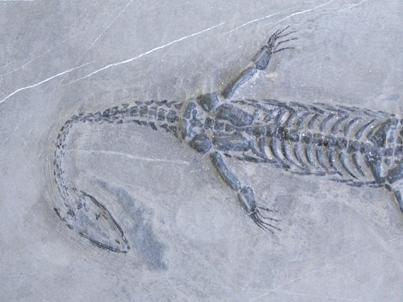 MB 1.94Kg (*115)