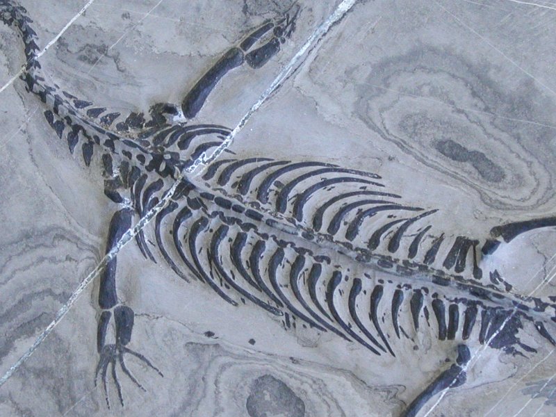 MB 4.72Kg (*116)