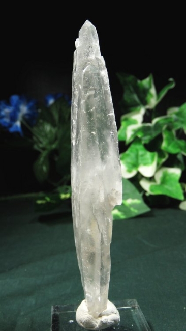 ���C�g�j���O�N�H�[�c ������ 71g (361)