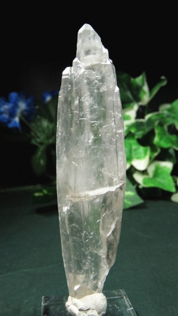 ���C�g�j���O�N�H�[�c ������ 71g (361)