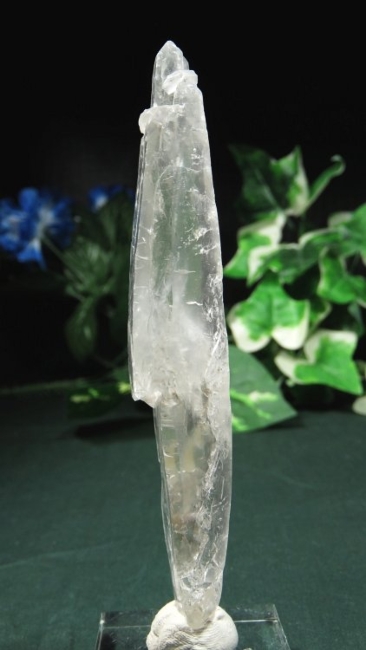 ���C�g�j���O�N�H�[�c ������ 71g (361)