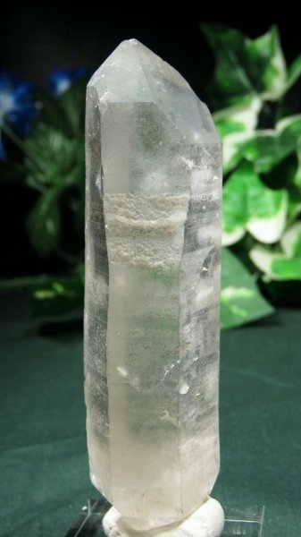 ���C�g�j���O�N�H�[�c ������ 90g (362)