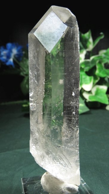 ���C�g�j���O�N�H�[�c ������ 145g (*364)