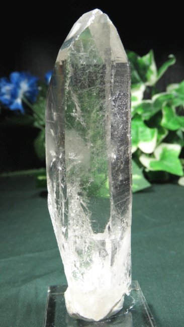 ���C�g�j���O�N�H�[�c ������ 145g (*364)