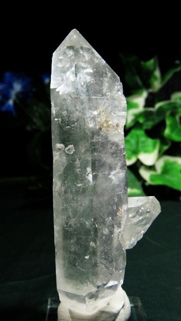 ���C�g�j���O�N�H�[�c ������ 153g (365)