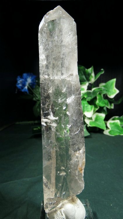 ���C�g�j���O�N�H�[�c ������ 200g (366)