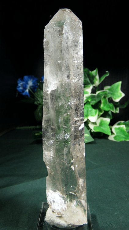 ���C�g�j���O�N�H�[�c ������ 200g (366)