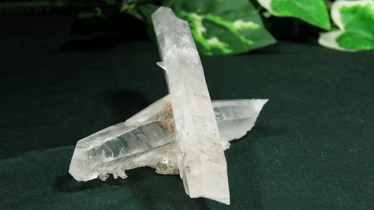 ���C�g�j���O�N�H�[�c ������ 134g (367)