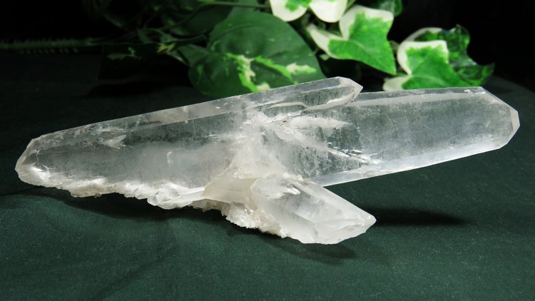 ���C�g�j���O�N�H�[�c ������ 134g (367)