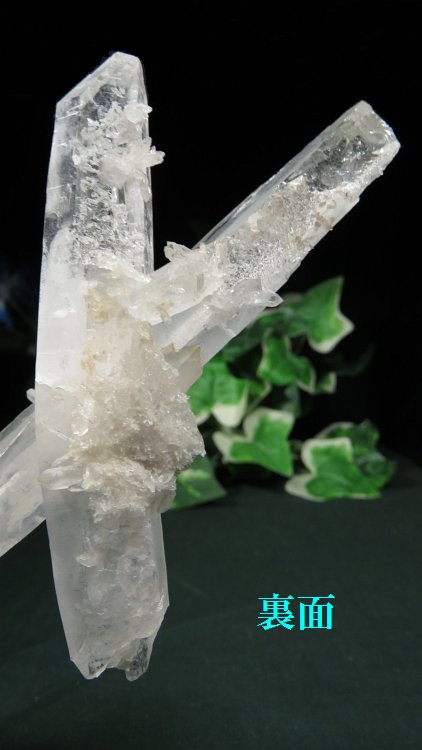 ���C�g�j���O�N�H�[�c ������ 134g (367)