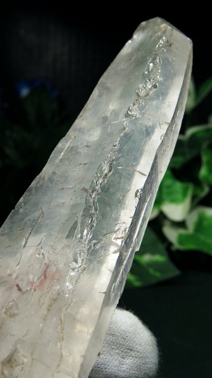 ���C�g�j���O�N�H�[�c ������ 198g (*368)