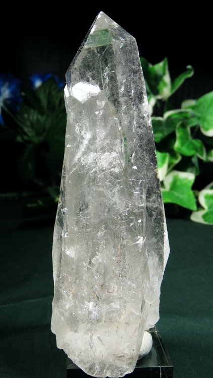 ���C�g�j���O�N�H�[�c ������ 334g (369)