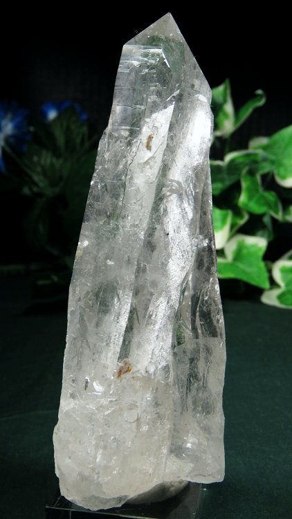 ���C�g�j���O�N�H�[�c ������ 334g (369)