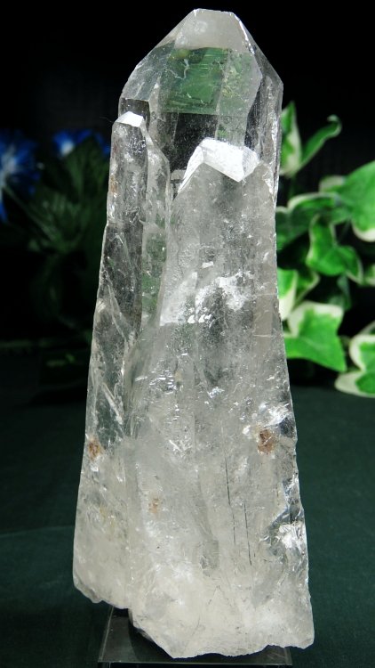 ���C�g�j���O�N�H�[�c ������ 334g (369)