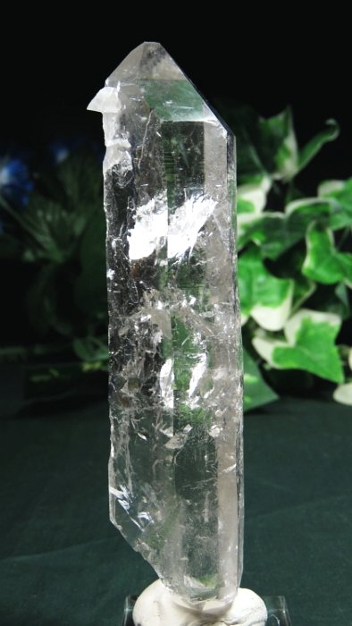 ���C�g�j���O�N�H�[�c ������ 162g (372)