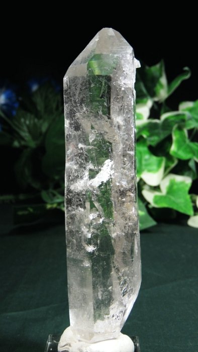 ���C�g�j���O�N�H�[�c ������ 162g (372)