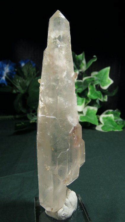 ���C�g�j���O�N�H�[�c ������ 231g (374)