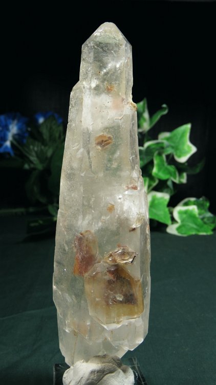 ���C�g�j���O�N�H�[�c ������ 231g (374)