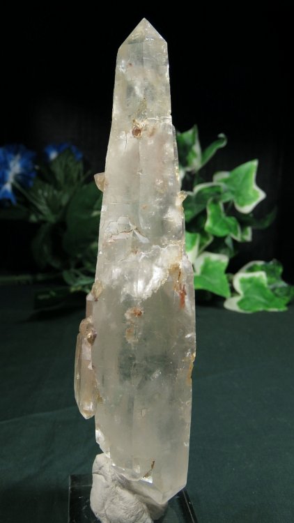 ���C�g�j���O�N�H�[�c ������ 231g (374)