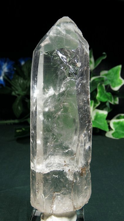 ���C�g�j���O�N�H�[�c ������ 275g (375)