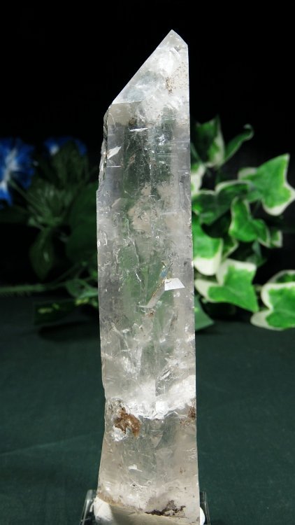 ���C�g�j���O�N�H�[�c ������ 275g (375)