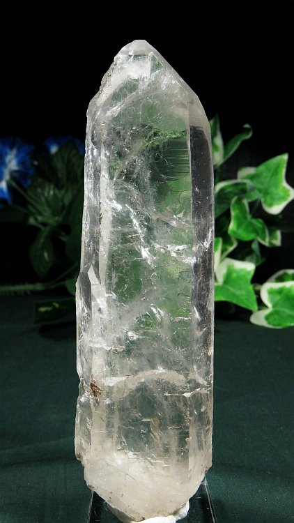 ���C�g�j���O�N�H�[�c ������ 275g (375)