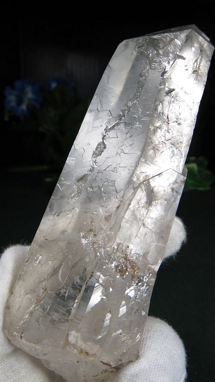 ���C�g�j���O�N�H�[�c ������ 275g (375)