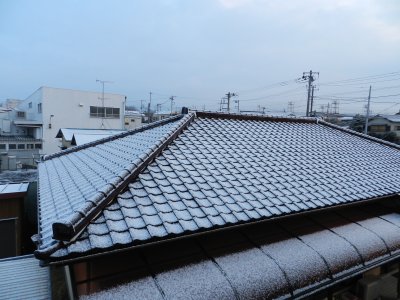 �V���S�Q���B�e