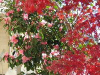 �P�O���R�O���B�e