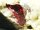 �C���E�V�i�o�[