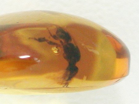 ߃Ao[ h~jJY 3.5ct (2)
