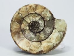 �N���X�y�f�B�e�X<br> �A�����i�C�g����(696)