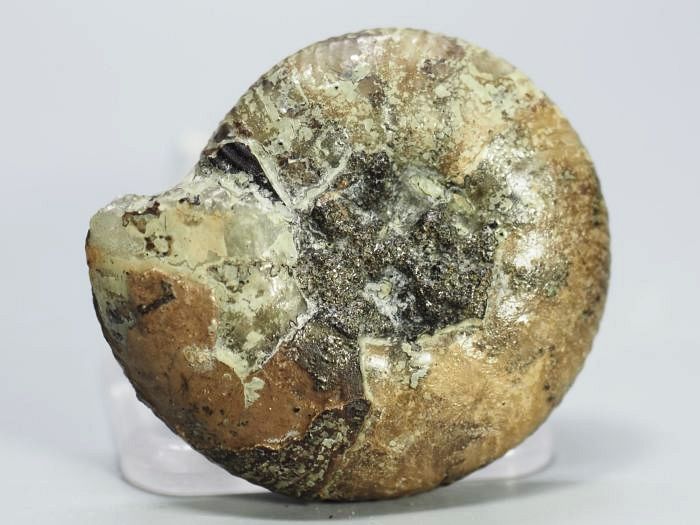 �N���X�y�f�B�e�X �A�����i�C�g����(696)